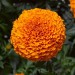Marigold Orange - Image 2
